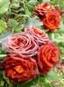 Brown Sugar rose photo