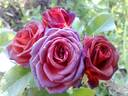 Brown Sugar rose photo