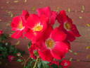 Carefree Spirit rose photo