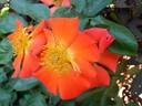 Diablo rose photo