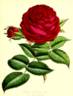 Sir Garnet Wolseley rose photo
