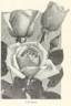 Panama rose photo