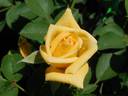 June Laver rose photo