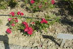 Rouge rose photo