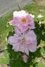 Astra rose photo