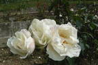 Alliance ® rose photo