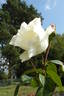 Alliance ® rose photo