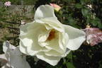 Alliance ® rose photo