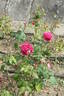 Böhmův triumf rose photo