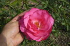 Adolf Deegen rose photo