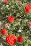 Dunajská Lužanka rose photo