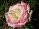 LAMinuette rose photo
