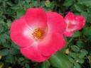 Firecracker rose photo