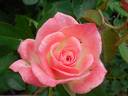 Checkmate ™ rose photo
