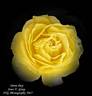 Doris Day rose photo