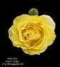 Doris Day rose photo