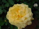Doris Day rose photo
