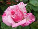 QE76STR Sport rose photo