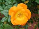 Playgold ™ rose photo