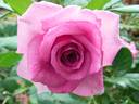 Sweet Intoxication rose photo
