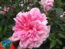 Jean Bach-Sisley rose photo