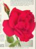 President Jac. Smits rose photo