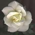 F1501 rose photo