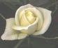 F1501 rose photo
