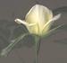 F1501 rose photo