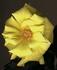 FL-01 rose photo