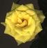 FL-01 rose photo