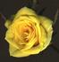 FL-01 rose photo