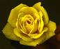 FL-01 rose photo
