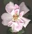 B1501 rose photo