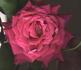 BR5-01 rose photo