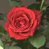 BR515 rose photo