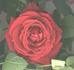 BR515 rose photo