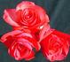 Jane Pauley rose photo