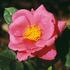 Jerry-O rose photo