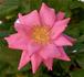 Jerry-O rose photo