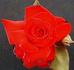 John Waterer rose photo