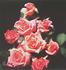 Kay Denise rose photo