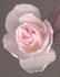 H503 rose photo