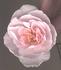 H503 rose photo