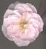 H503 rose photo
