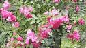 Pink Fairy rose photo