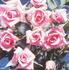 Leslie rose photo