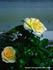 Goldy Kordana ™ rose photo