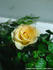 Goldy Kordana ™ rose photo