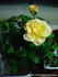 Goldy Kordana ™ rose photo